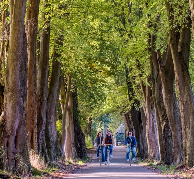 Bomenlaan Dommeldal vierkant